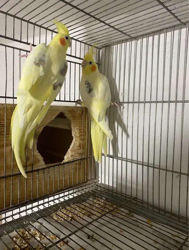 عروس هلندی مولد|پرنده|آستانه اشرفیه, |دیوار