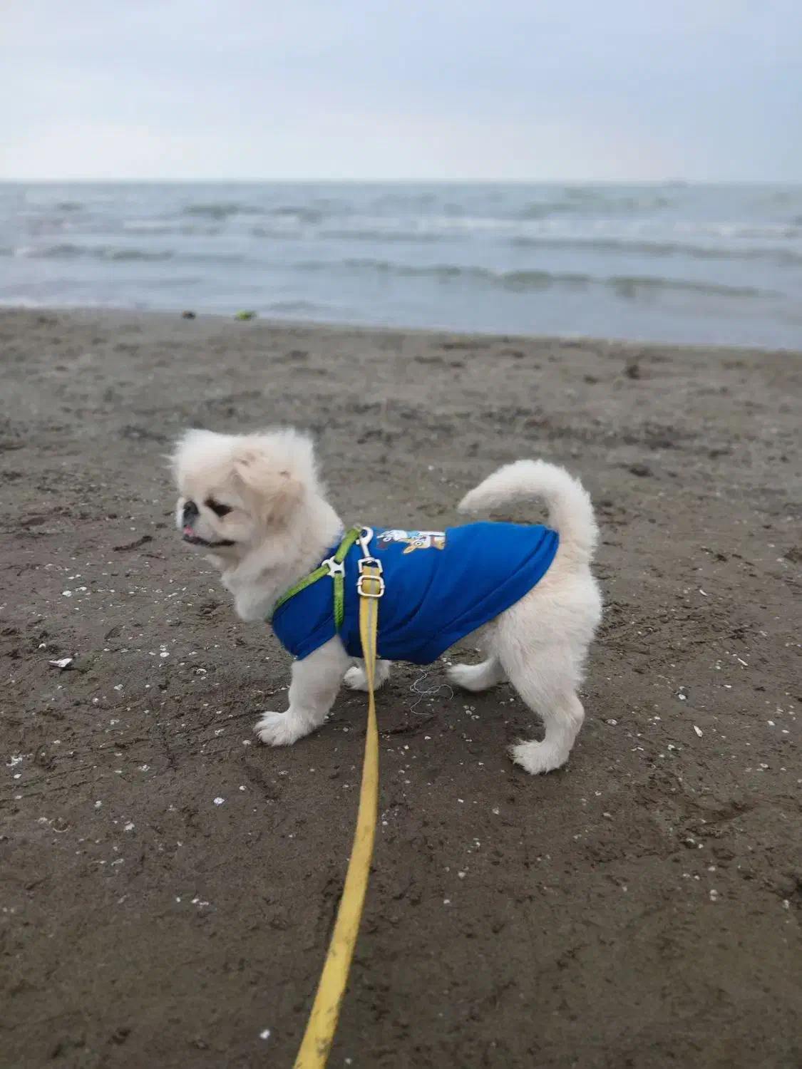 سگ خارجی فوری پکینیزاصل امپریال|سگ|هشتگرد, شهرک راه آهن|دیوار