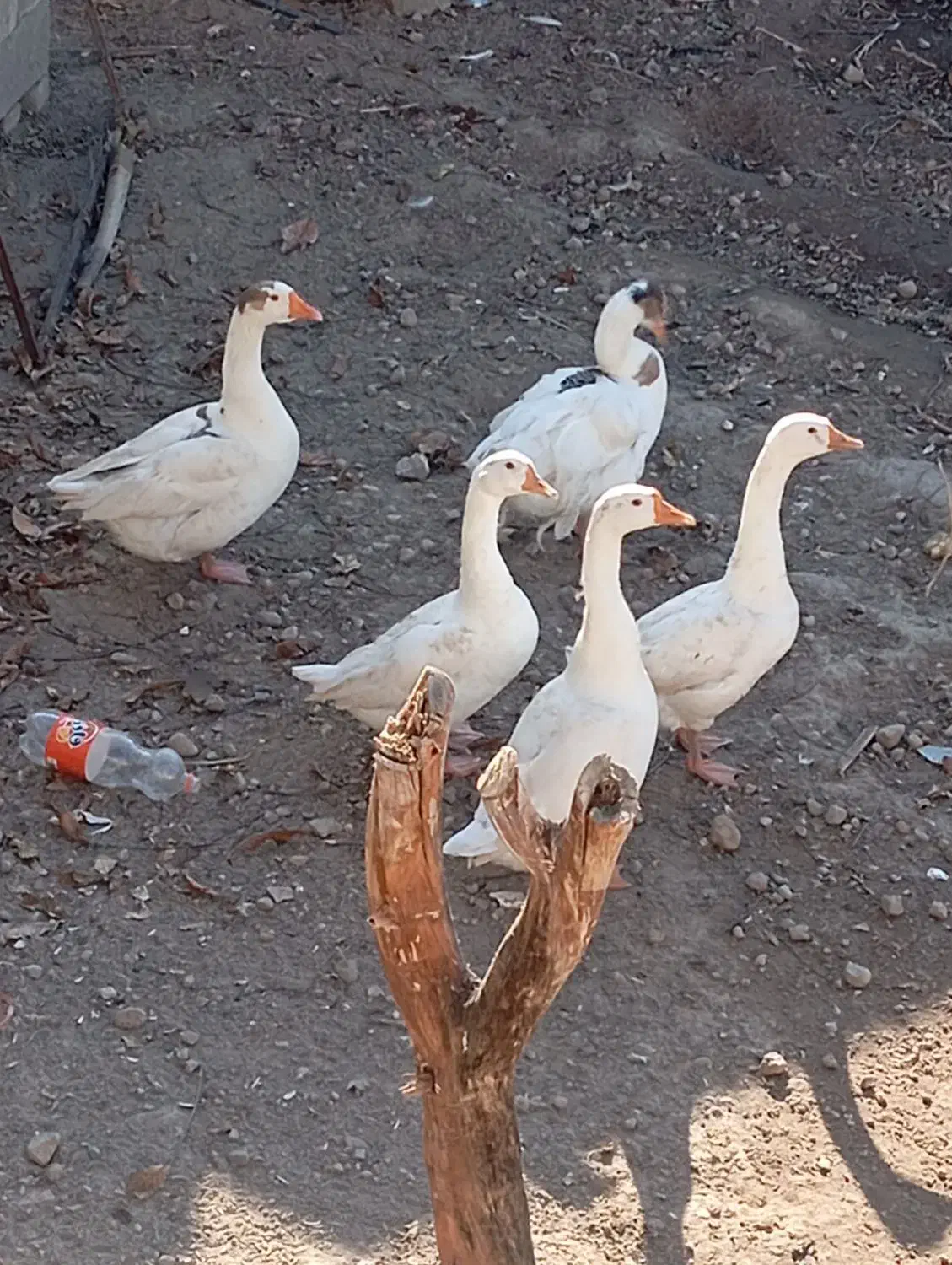 غاز|حیوانات مزرعه|مشگین شهر, |دیوار