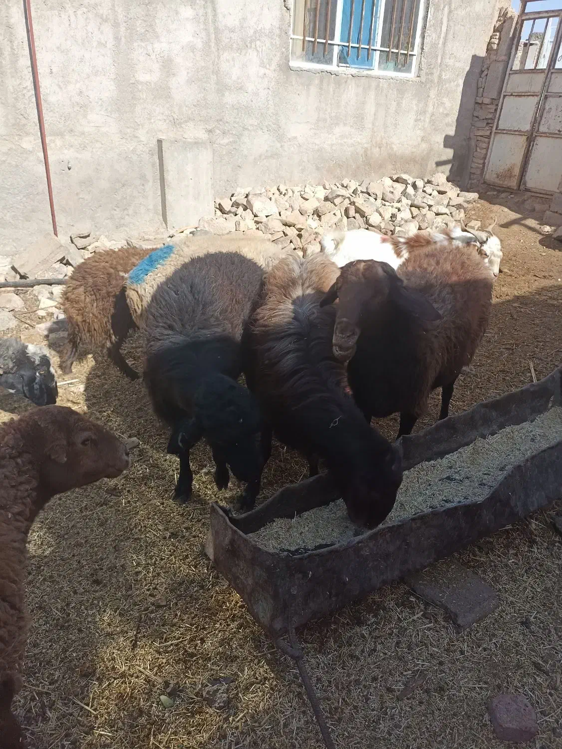 3رس قوچ افشار درج یک دونه ی 30تومن|حیوانات مزرعه|جغتای, |دیوار