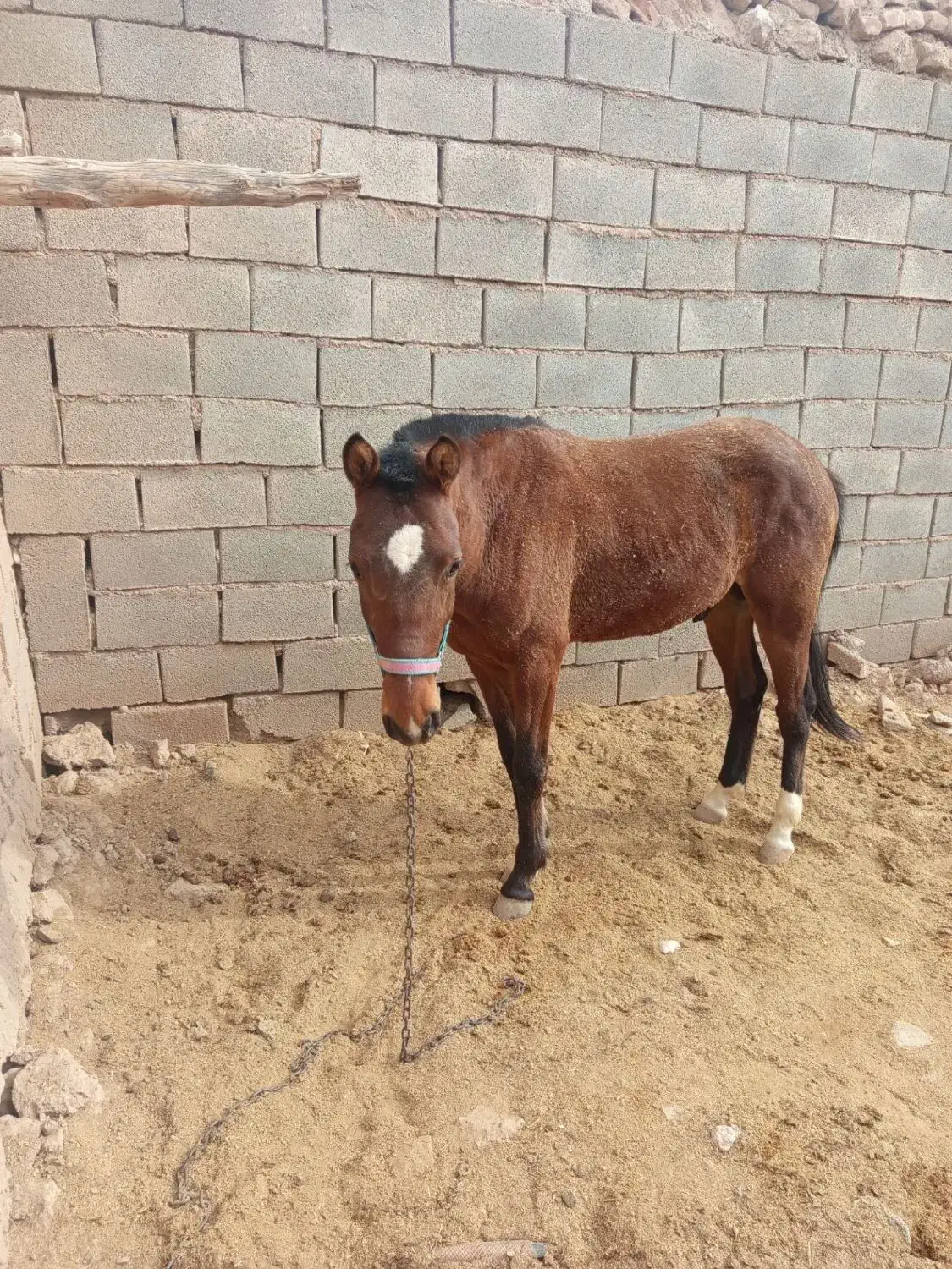 اسب|اسب و تجهیزات اسبسواری|اسفراین, |دیوار