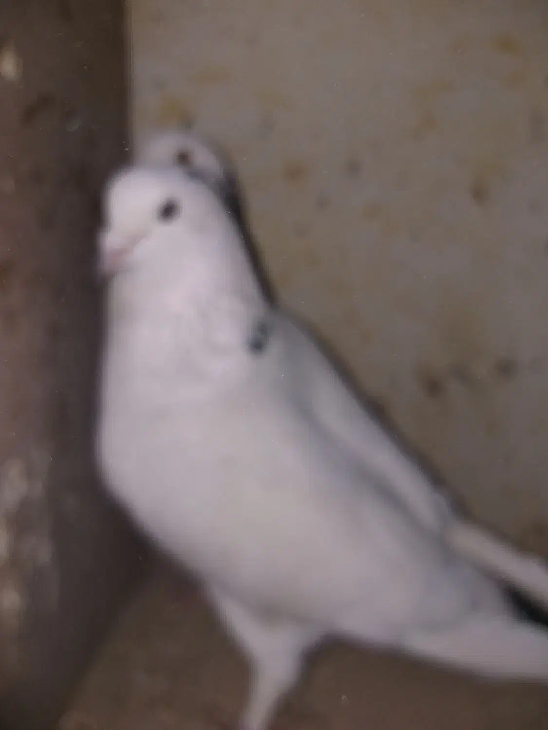 کفتر|گربه|خمینی‌شهر, |دیوار