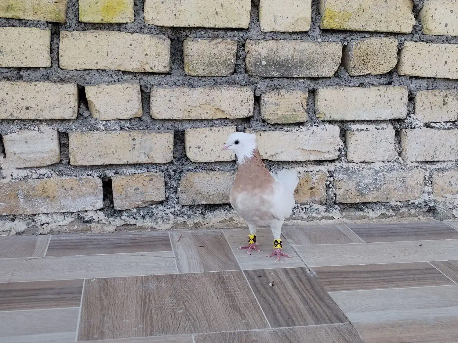 کبوتر طوقی ماده|پرنده|برازجان, |دیوار