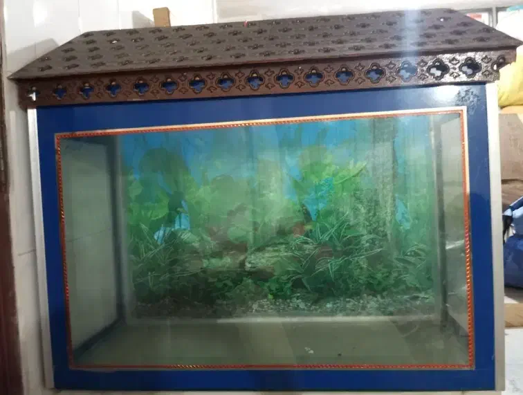 آکواریم (به همراه تجهیزات)|ماهی|زنجان, |دیوار