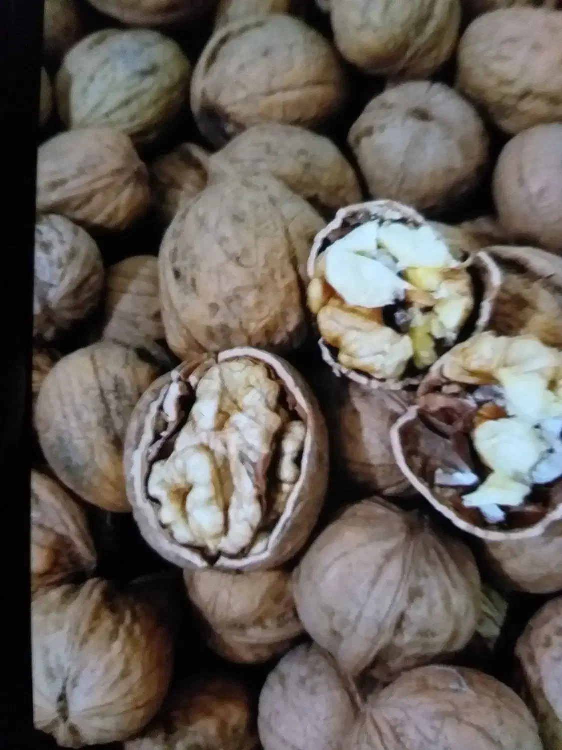 گردو درجه یک|خوردنی و آشامیدنی|جوانرود, |دیوار