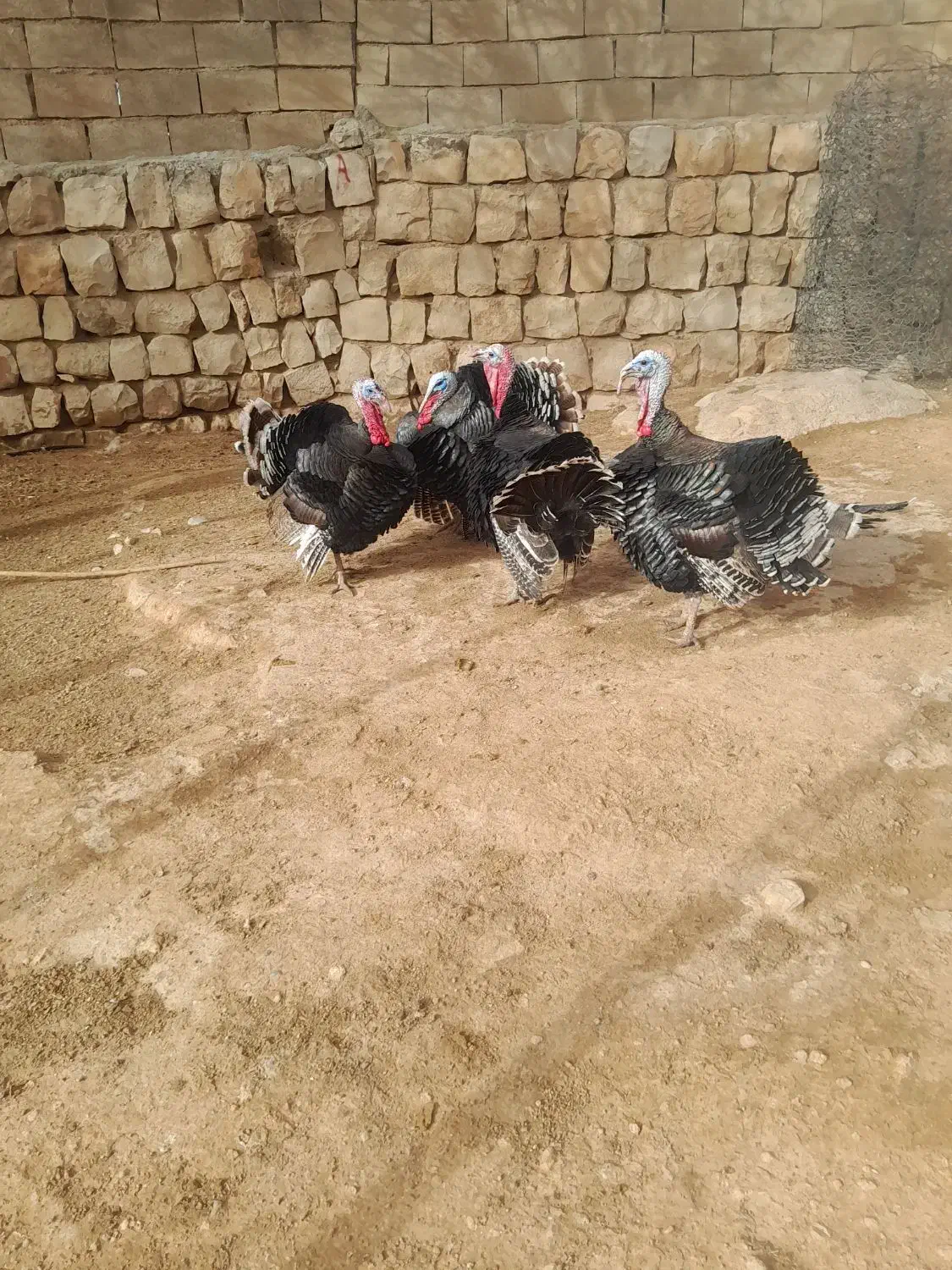 بوقلمون نر|حیوانات مزرعه|چگنی, |دیوار