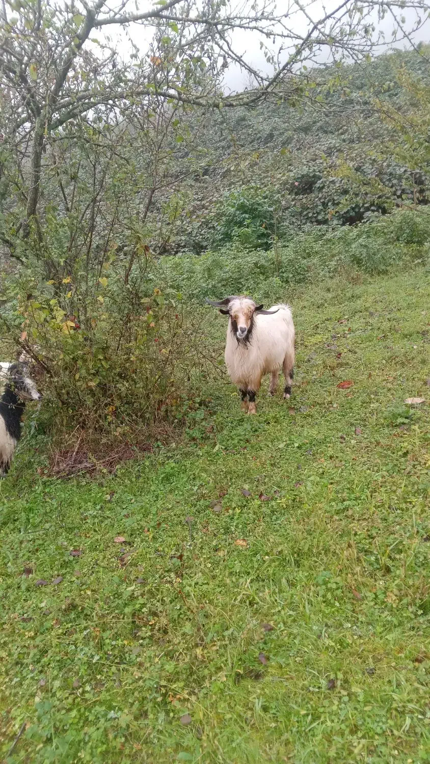 بز و بزغاله|حیوانات مزرعه|لیسار, |دیوار