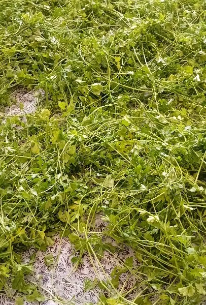 سبزی خشک|خوردنی و آشامیدنی|شیراز, بعثت|دیوار