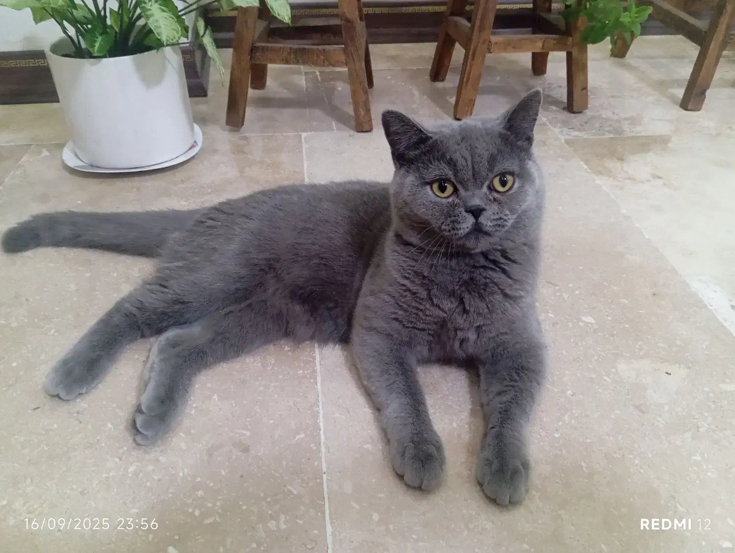 گربه نر اسکاتیش|گربه|نسیمشهر, |دیوار