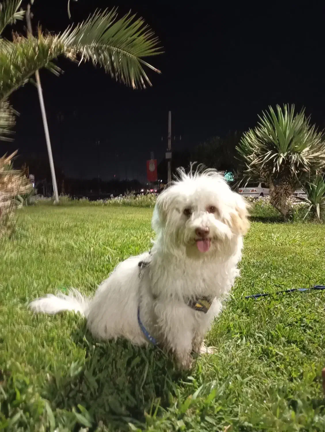 سگ نر مالتیز ۵ماهه شیطون|سگ|کهریزک, |دیوار