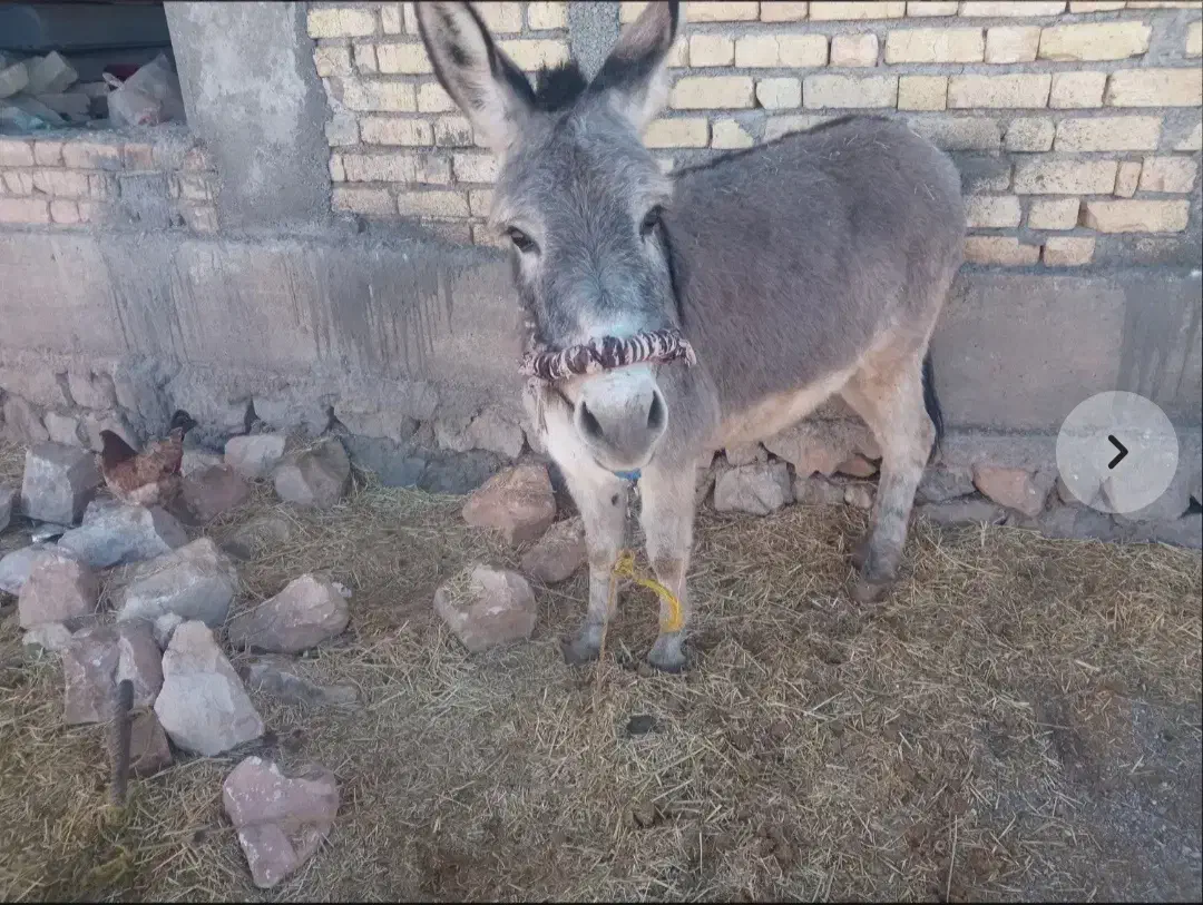 الاغ.|حیوانات مزرعه|کوهدشت, |دیوار