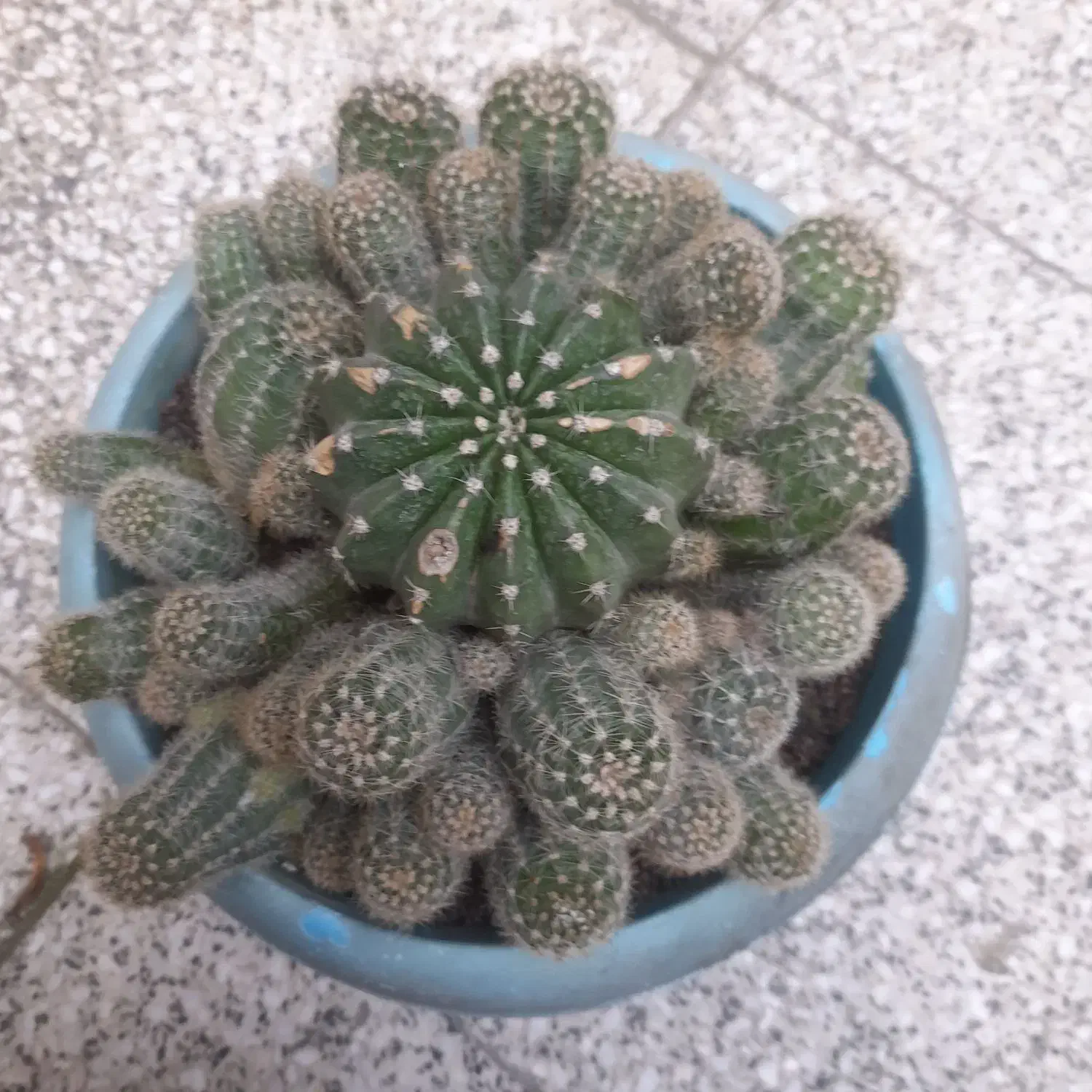 کاکتوس|گل و گیاه طبیعی|رشت, حومه رشت|دیوار