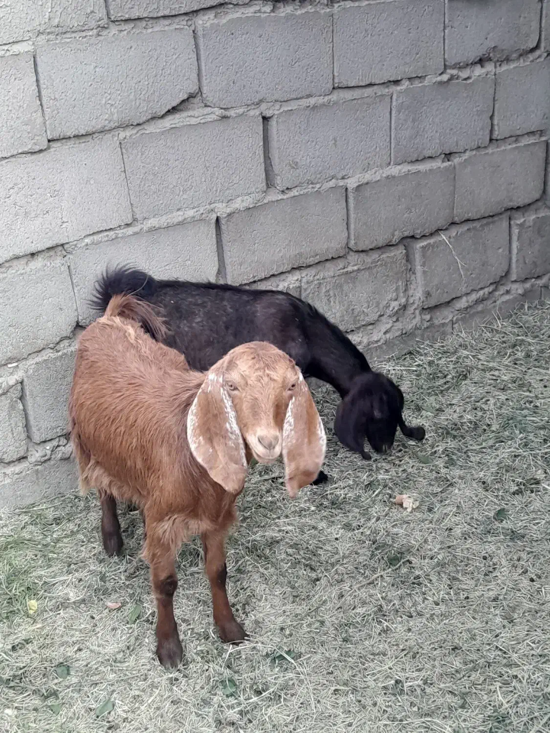 دوتا کره دوقلو|حیوانات مزرعه|ریگان, |دیوار