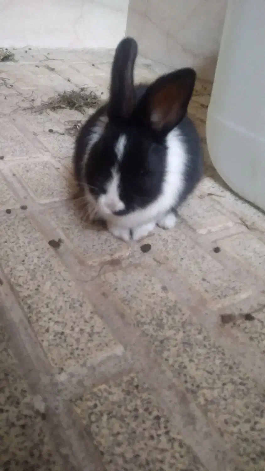 خرگوش|موش و خرگوش|پاکدشت, حصار امیر|دیوار