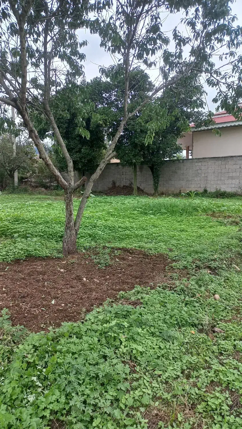 زمین مسکونی|فروش زمین و ملک کلنگی|ماکلوان, |دیوار