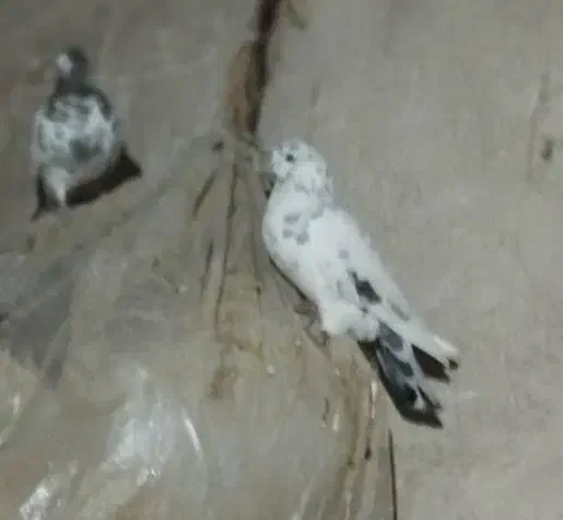 کبوتر|پرنده|چالدران, |دیوار