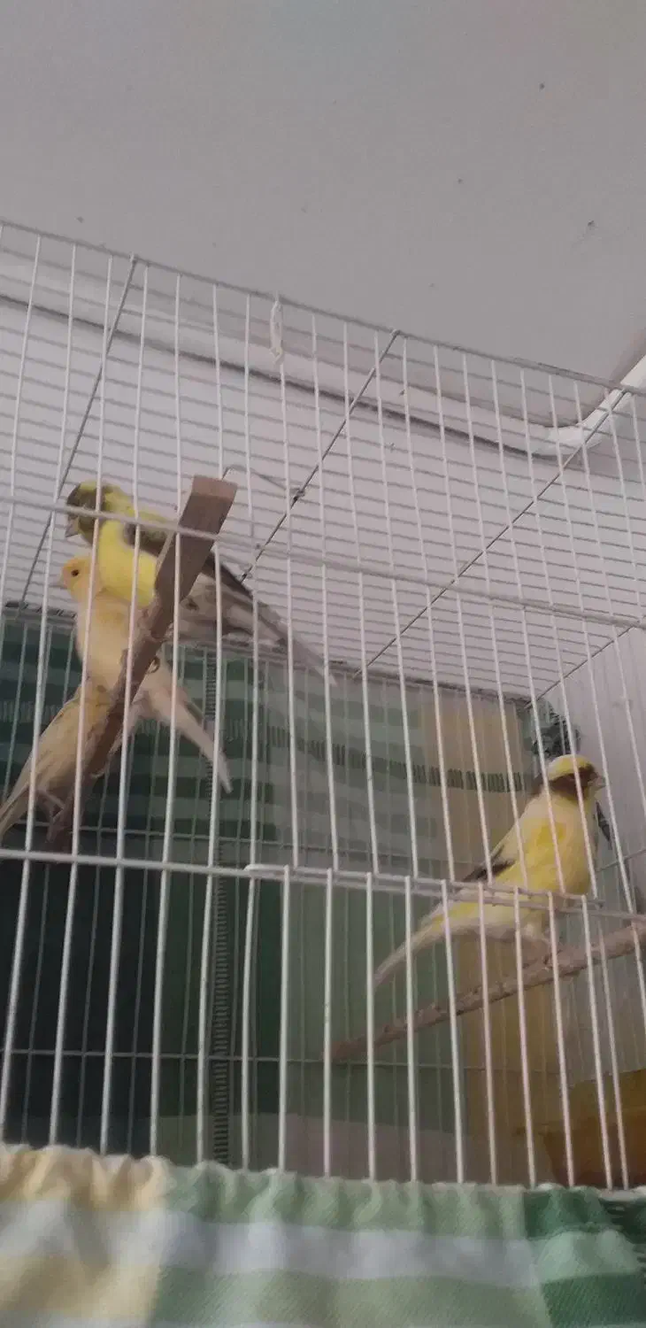 قناری|پرنده|مشهد, مشکینی (شهرک غرب)|دیوار