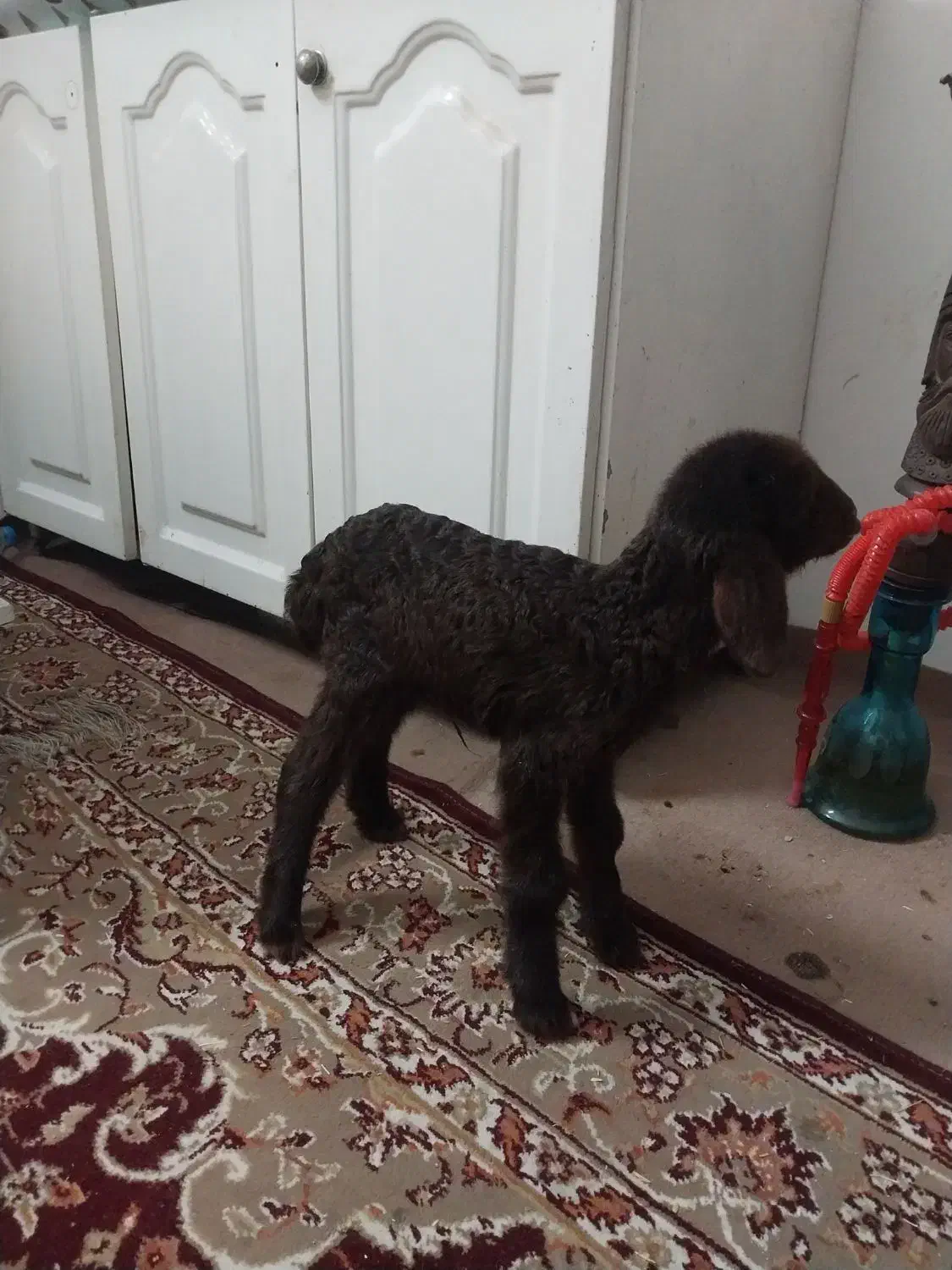 بره شیری|حیوانات مزرعه|رباط‌کریم, رباط‌کریم|دیوار