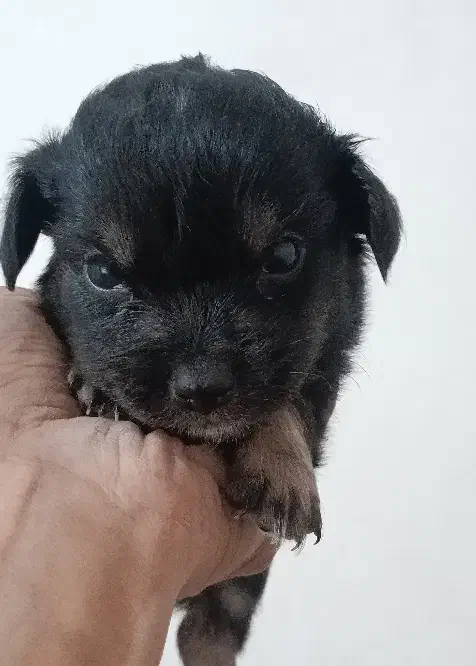 واگذاری سگ اشپیتس|سگ|دلند, |دیوار