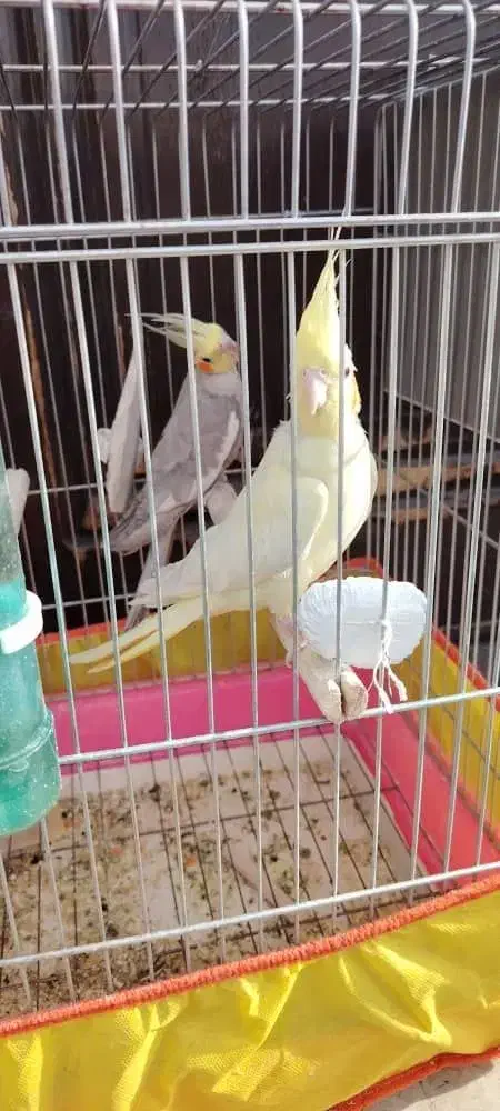 فروش و معاوضه تعدادی پرنده|پرنده|کرمان, |دیوار