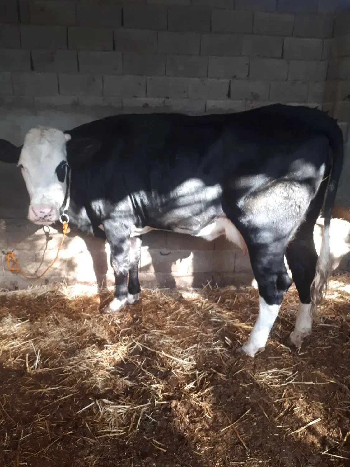 گاو گوساله دار|حیوانات مزرعه|رامیان, |دیوار