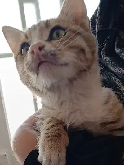 گربه|گربه|تربت جام, المهدی|دیوار