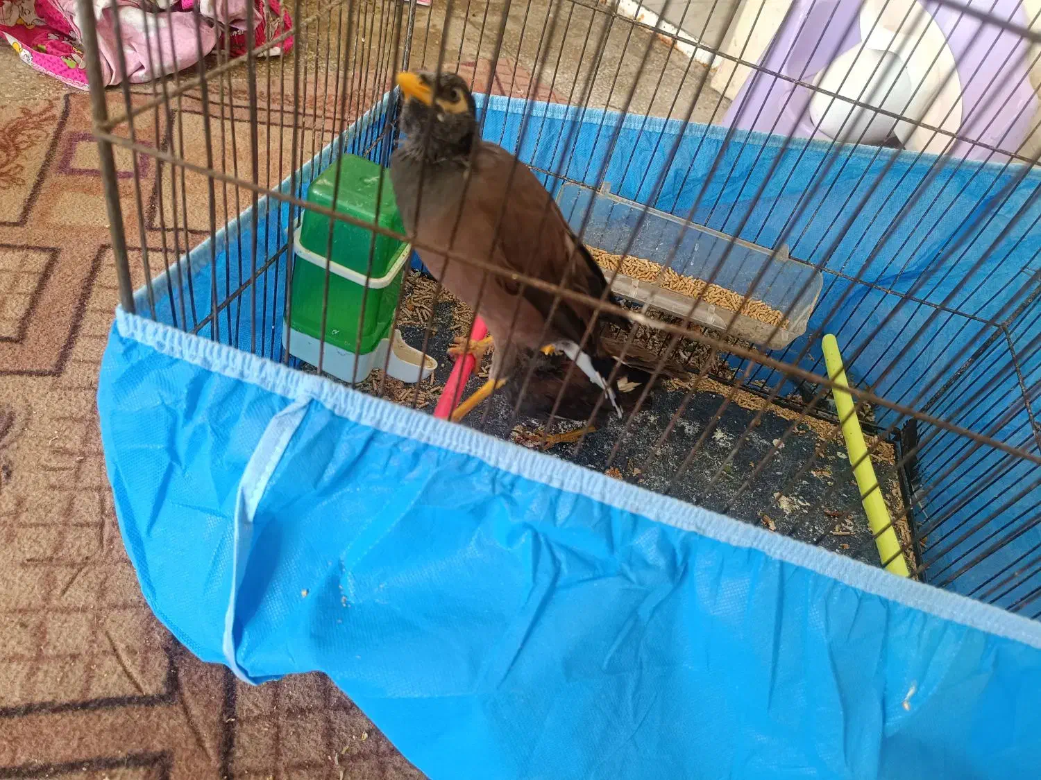 مرغ مینا و مرغ کاکولی|پرنده|یزد, |دیوار