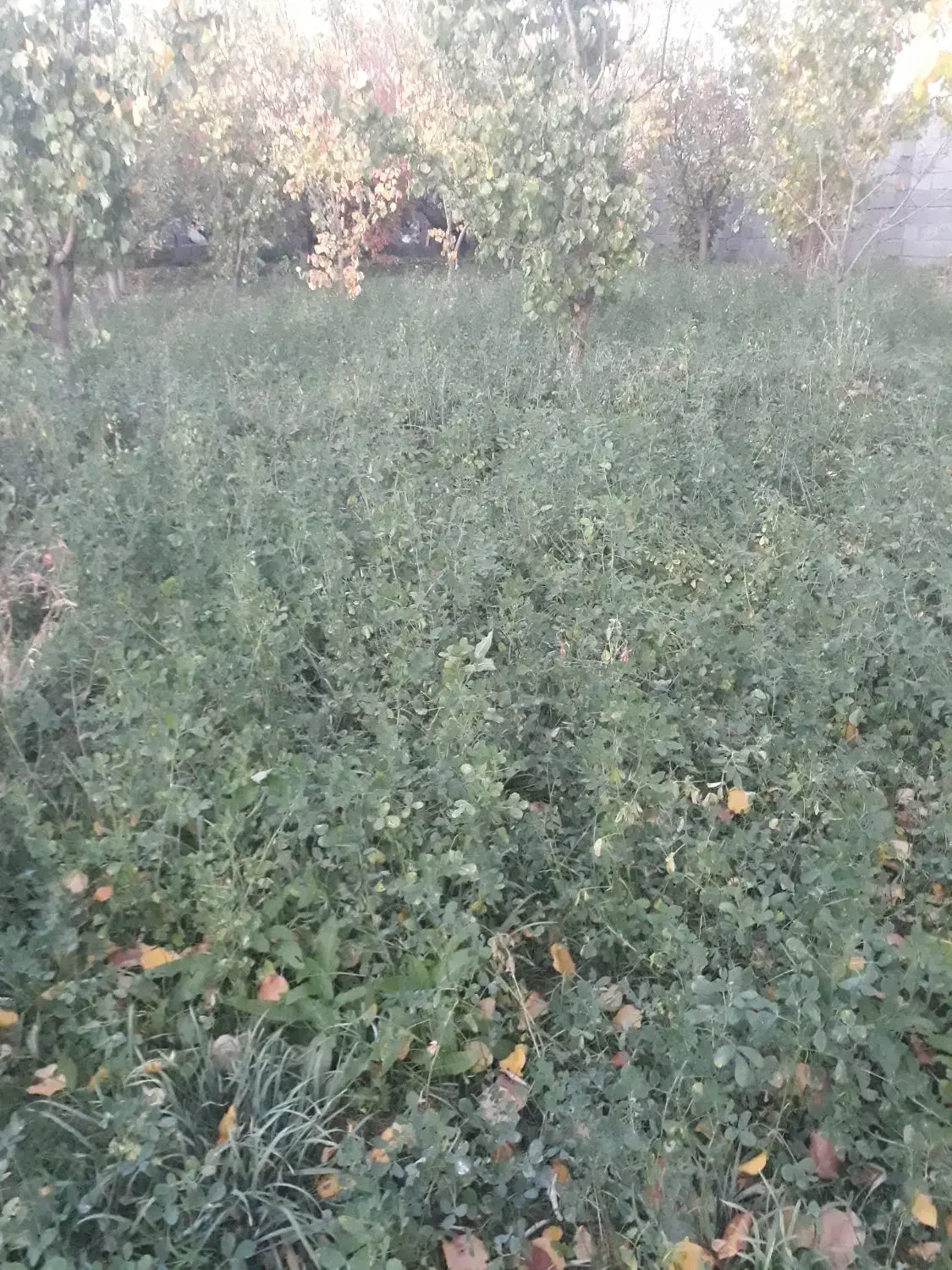 یونجه امسال|لوازم جانبی حیوانات|مرند, |دیوار