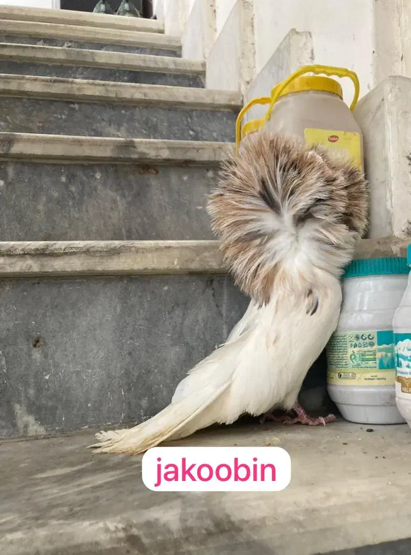 پرنده های زینتی جاکوبین لاهور|پرنده|قم, انصارالحسین|دیوار