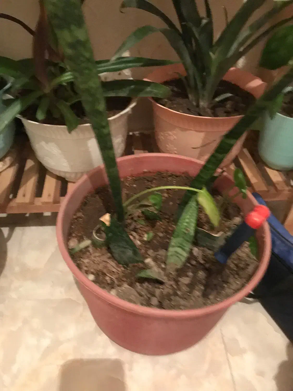 ۲۰عدد گل به همراه استند نگهدارنده|گل و گیاه طبیعی|سهند, |دیوار