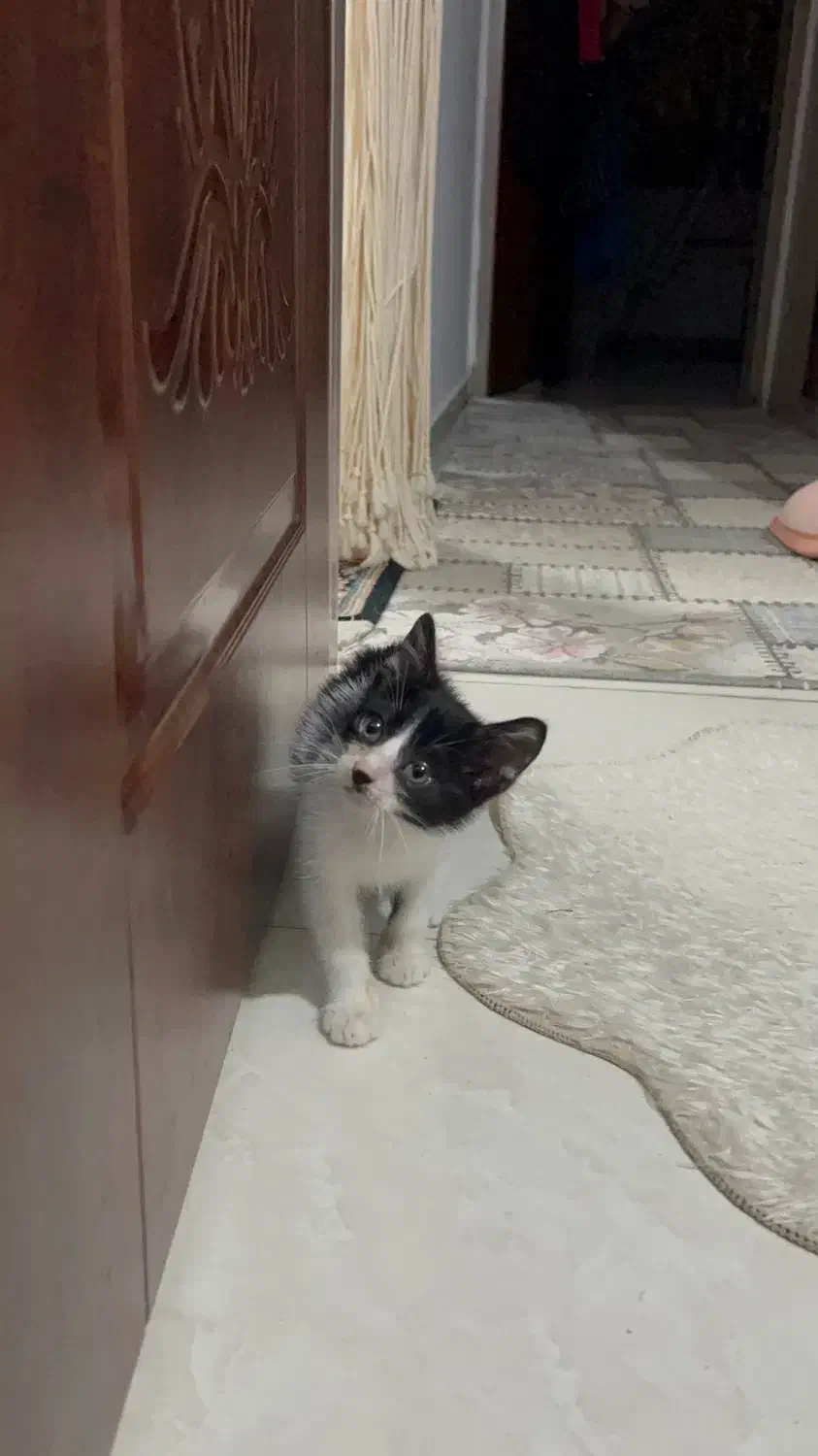 واگذاری پیشی نر|گربه|رشت, دباغیان|دیوار