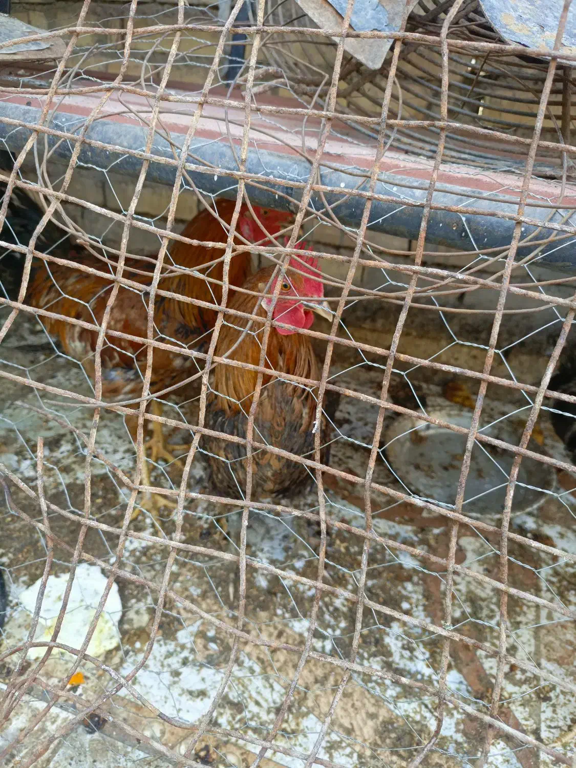 خروس|حیوانات مزرعه|اهواز, گیت بوستان|دیوار