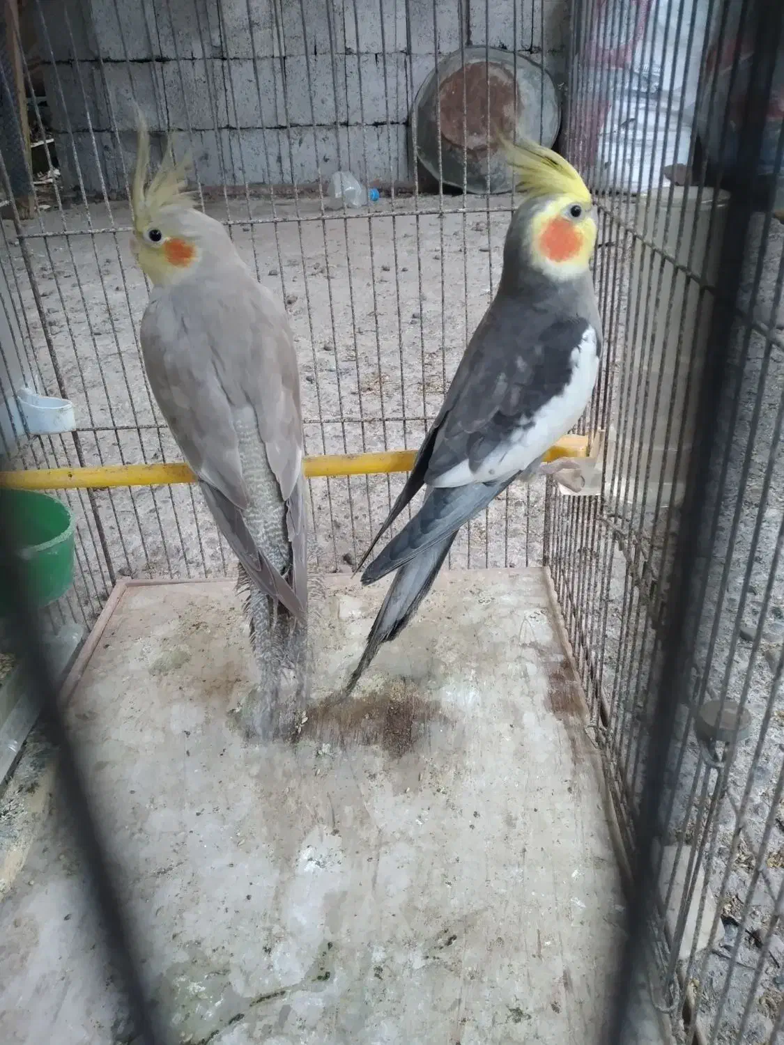 عروس هلندی|پرنده|رشت, منظریه|دیوار