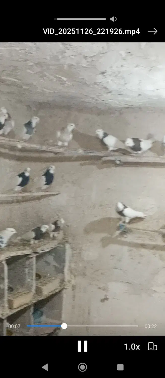 30عدد طوقی خالدار|پرنده|دیواندره, |دیوار