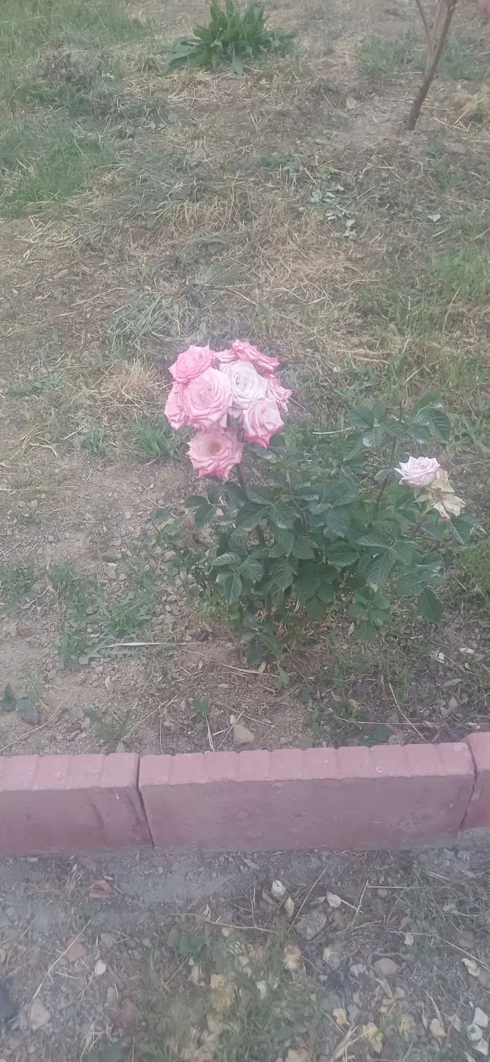 طبیعت گردی|کوهنوردی و کمپینگ|تهران, ازگل|دیوار