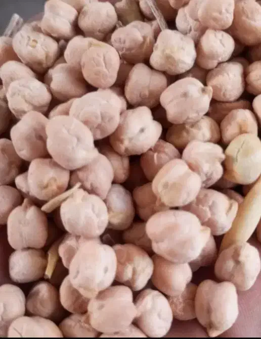 نخود سالم و درشت و خوشپخت|خوردنی و آشامیدنی|زاغه, |دیوار