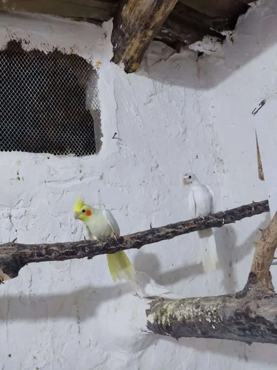 عروس هلندی|پرنده|دامغان, |دیوار