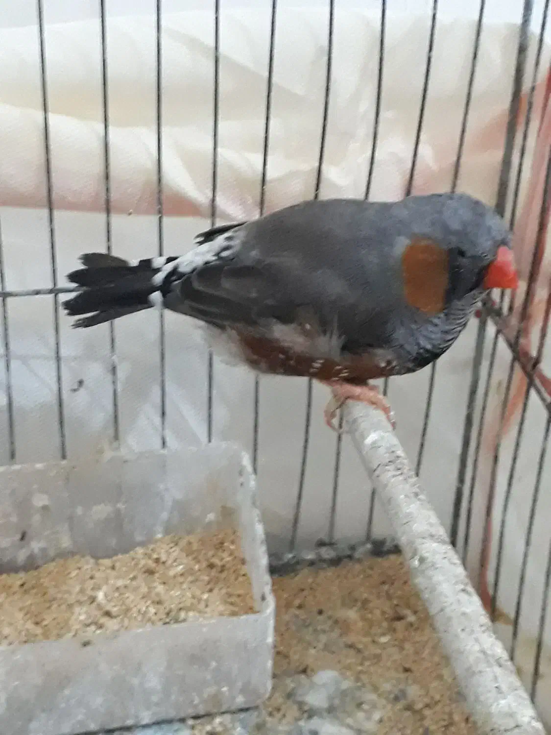 فنج جامبو وشارکول وانگلیسی|پرنده|بندرعباس, |دیوار