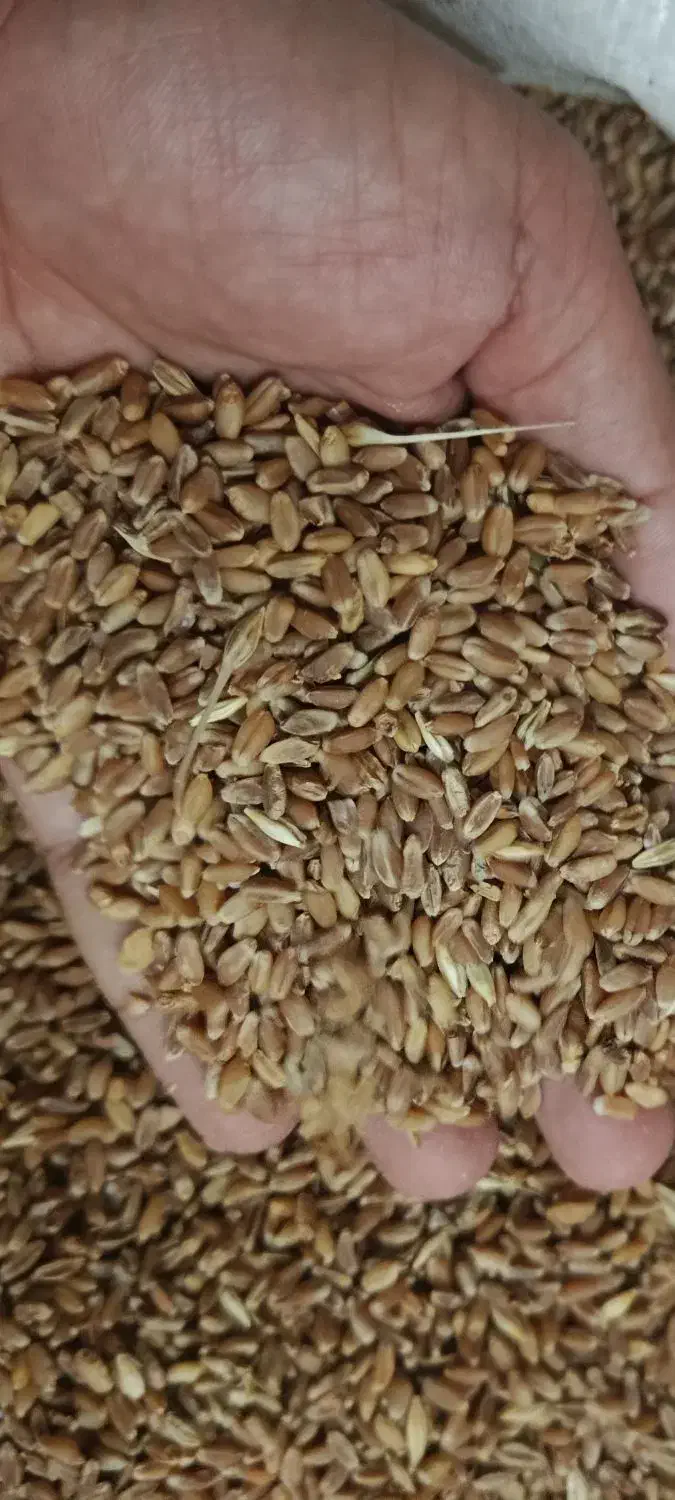 گندم در رامشیر|عمده‌فروشی|رامشیر, |دیوار