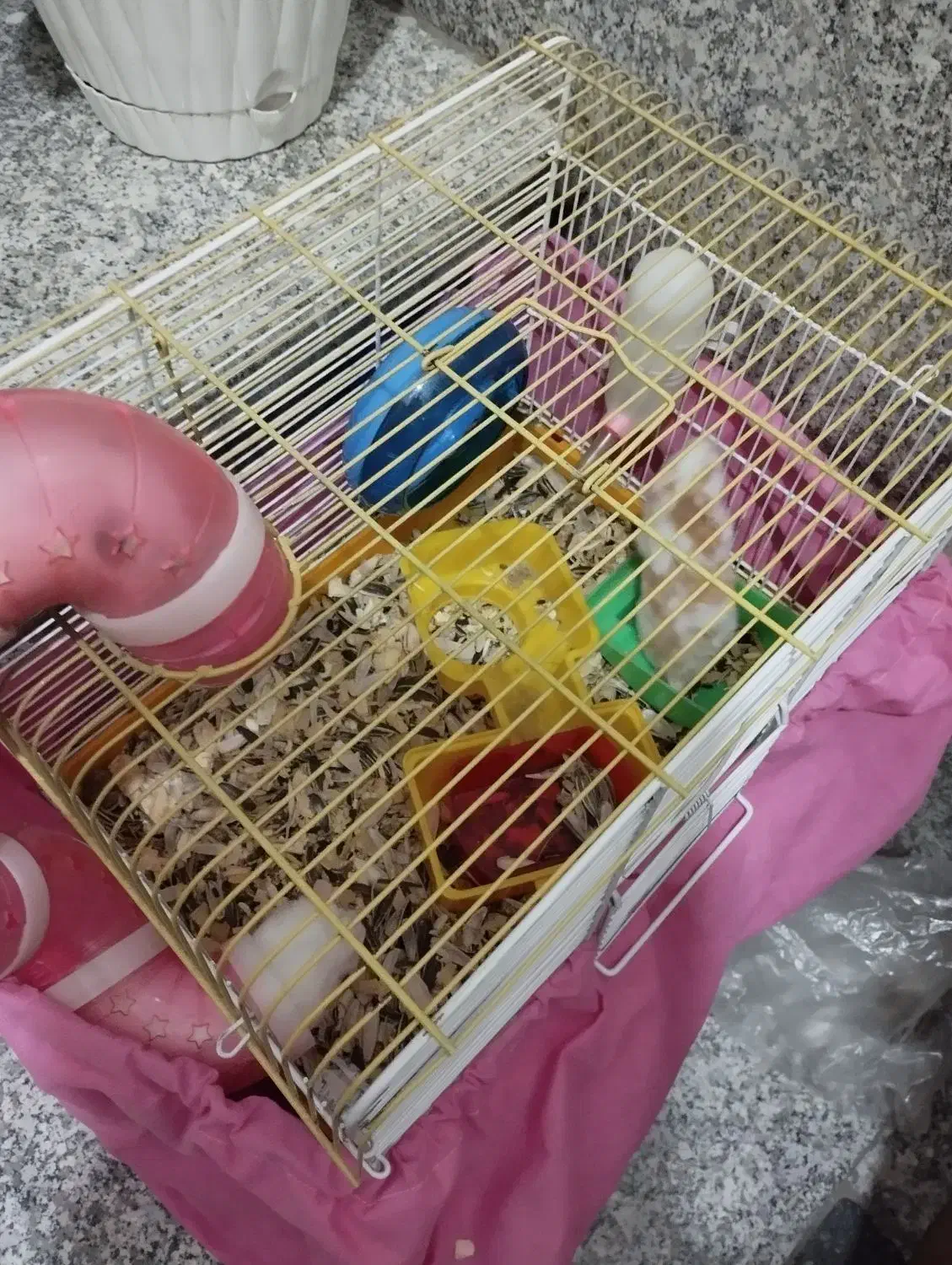 همستر|موش و خرگوش|ری, اقدسیه|دیوار