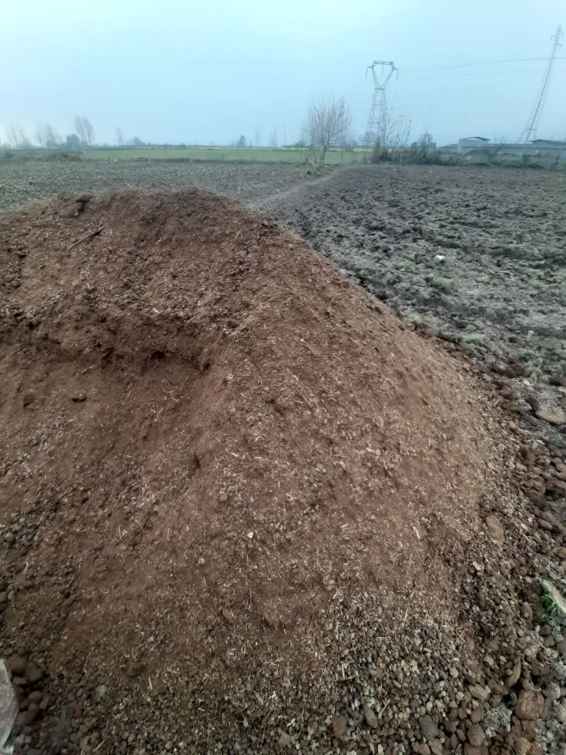 کودگوسفندی|خدمات باغبانی و درختکاری|نکا, |دیوار