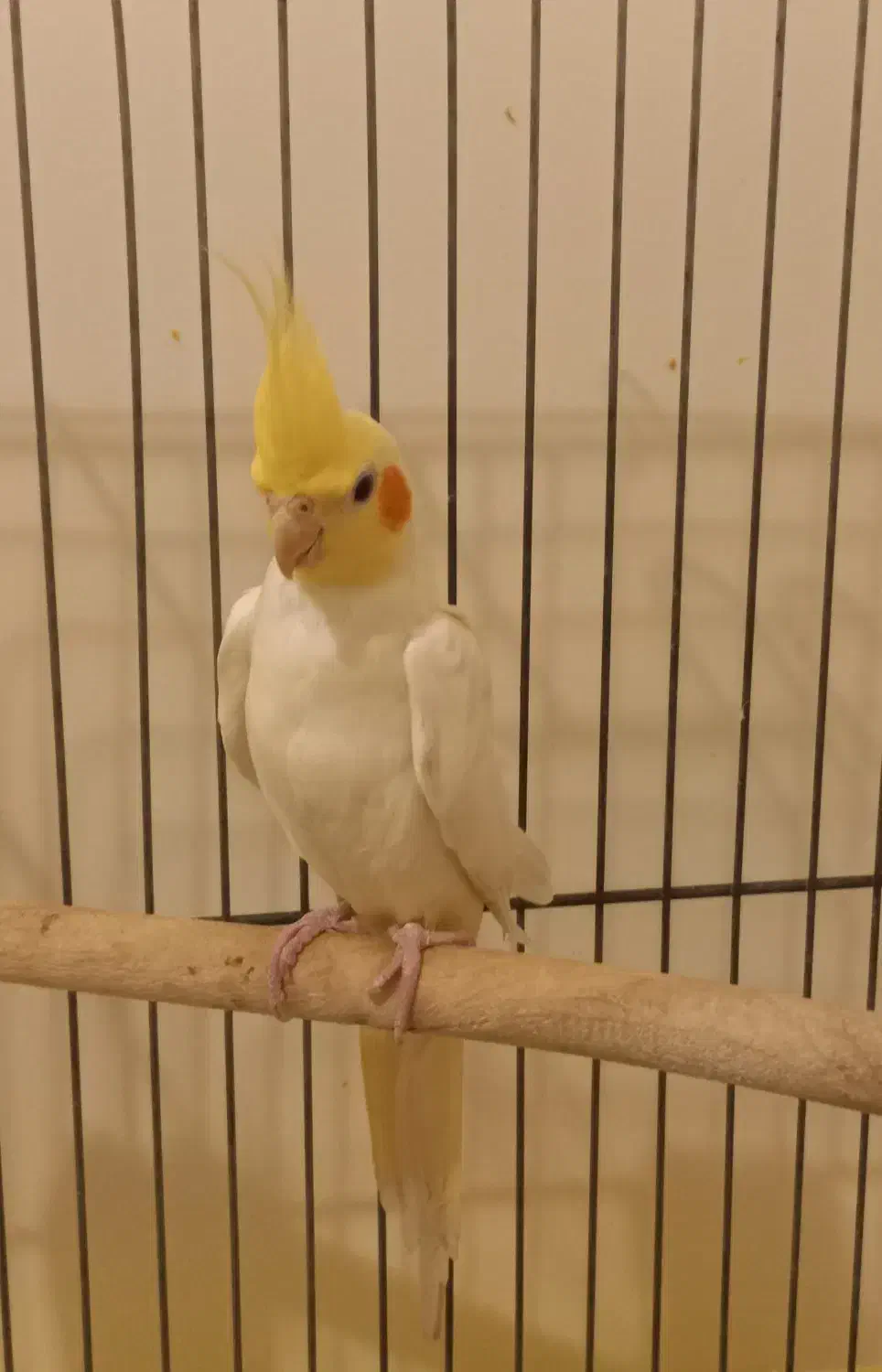 عروس هلندی لوتینو نر مست|پرنده|تهران, جیحون|دیوار