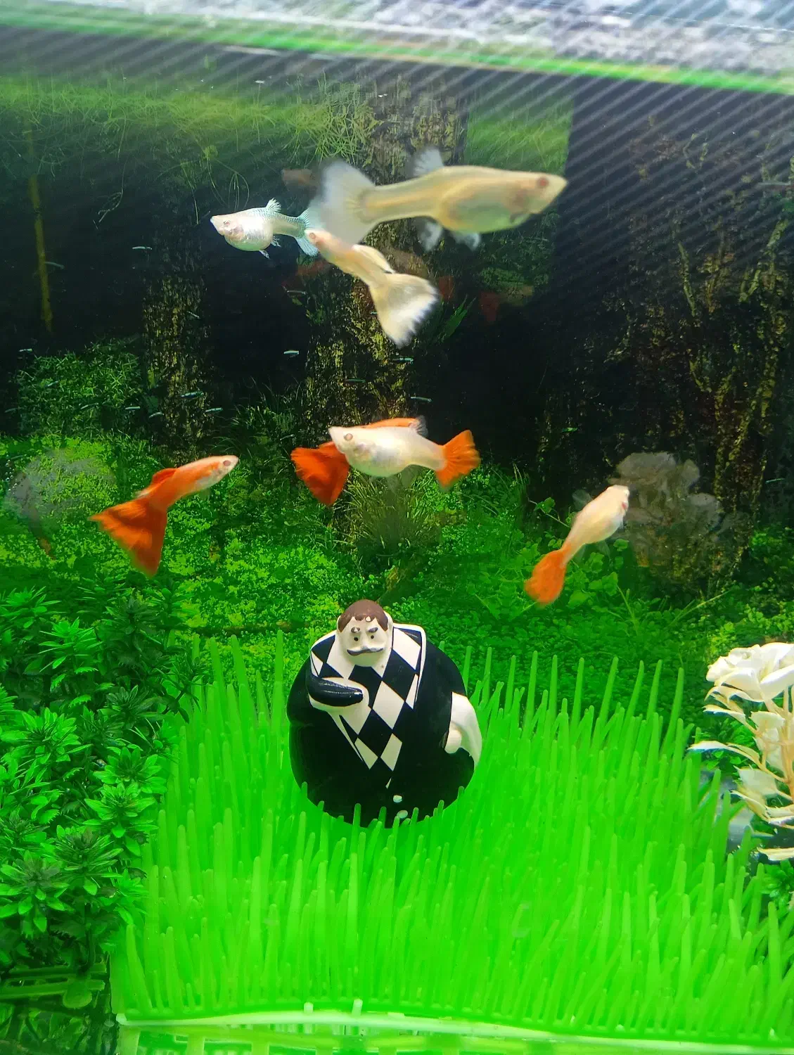 ماهی گوپی خوش رنگ آماده زایمان|ماهی|قم, چهل اختران|دیوار