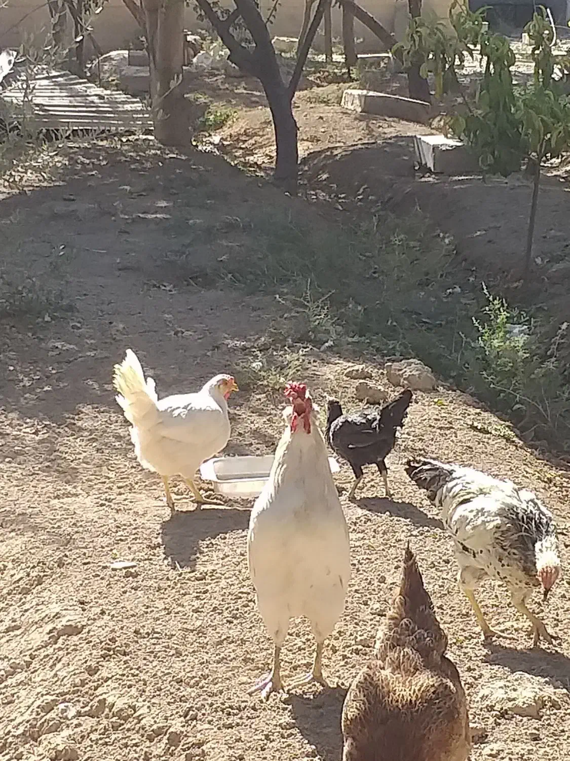 چهل تاج|حیوانات مزرعه|نسیمشهر, |دیوار