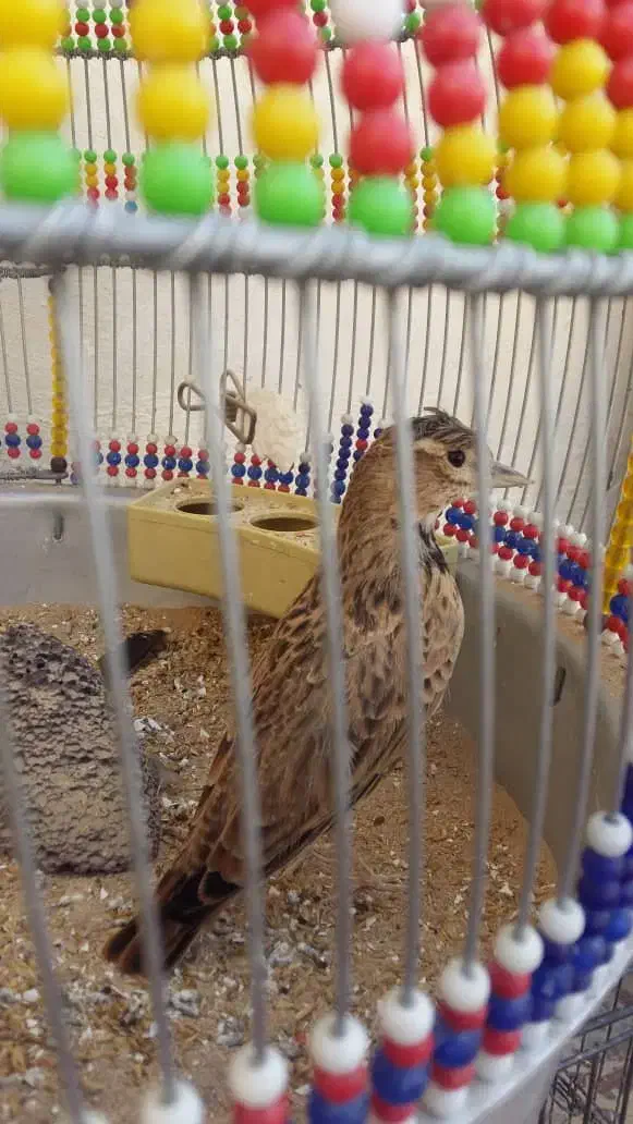 سهره خاکی نر جوجه برج 2|پرنده|قشم, |دیوار