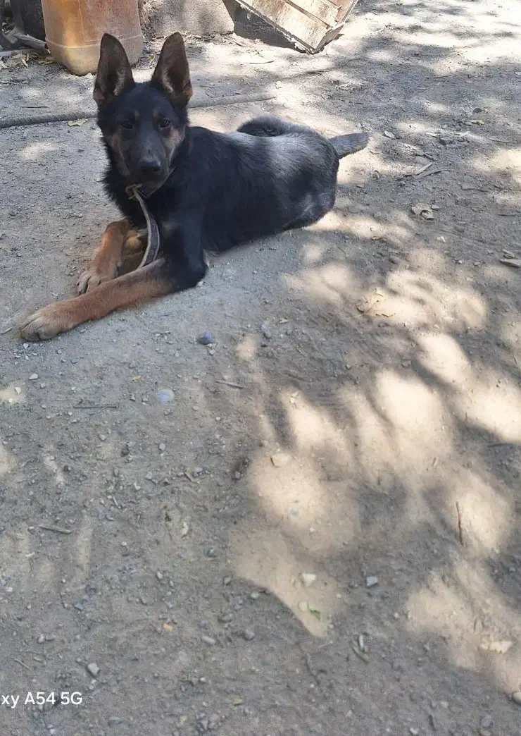 توله ژرمن اصلی درجه یک|سگ|شهرکرد, |دیوار