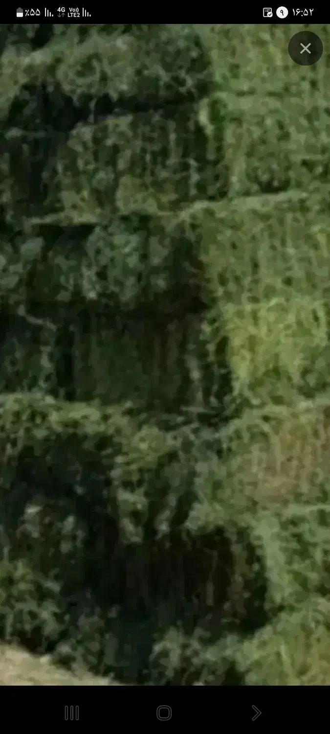 یونجه|خدمات باغبانی و درختکاری|لالجین, |دیوار