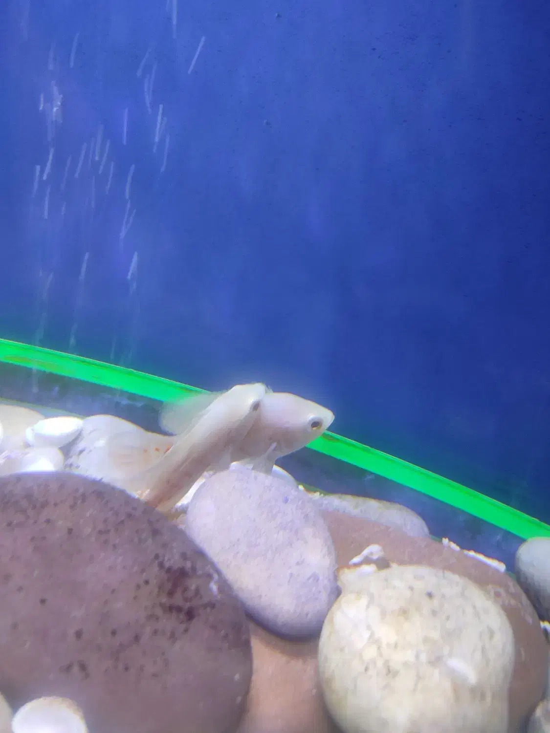 ماهی اسکار|ماهی|ری, سیزده آبان|دیوار