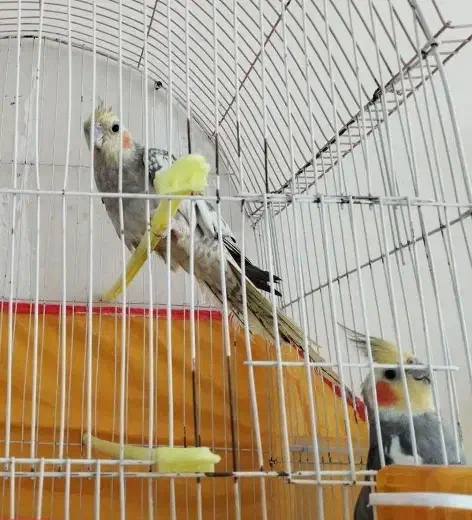 عروس هلندی|پرنده|مشهد, کارگران|دیوار