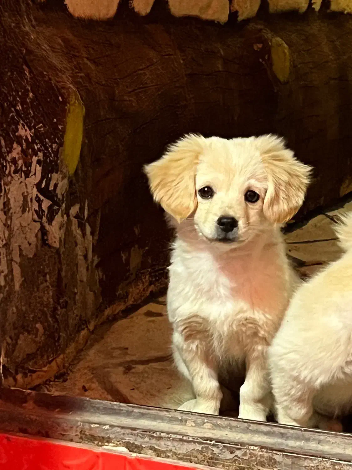 سگ اشپیتز|سگ|کاشان, فاز ۲ ناجی آباد|دیوار